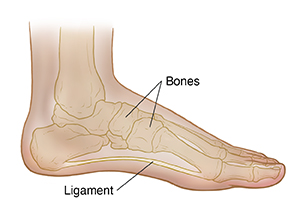 Inside side view of child's foot showing bones and normal arch.