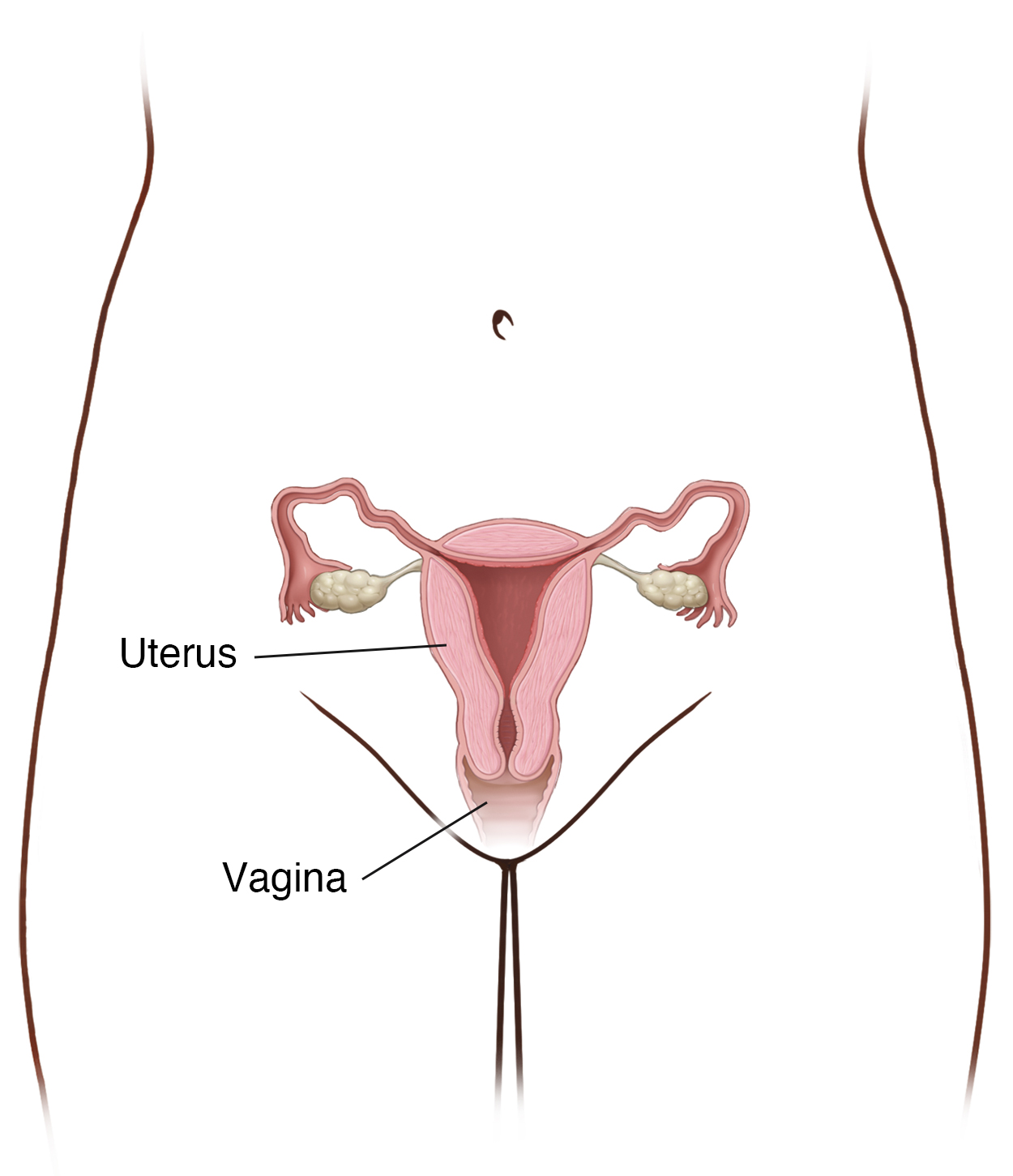 Front view of woman's pelvis showing cross section of uterus and vagina.