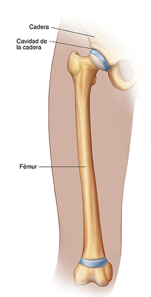 Vista frontal del muslo donde se observa el fémur.